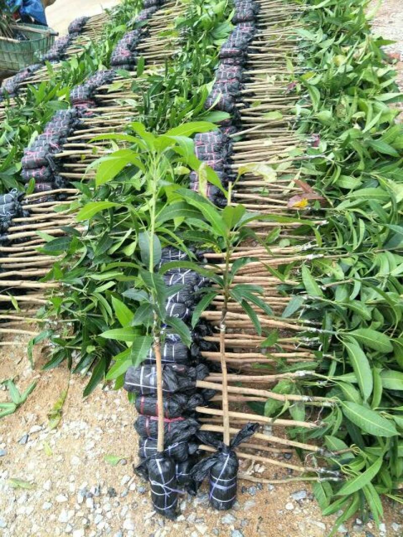 台农芒果正品嫁接苗可视频看货支持线上交易产地直销
