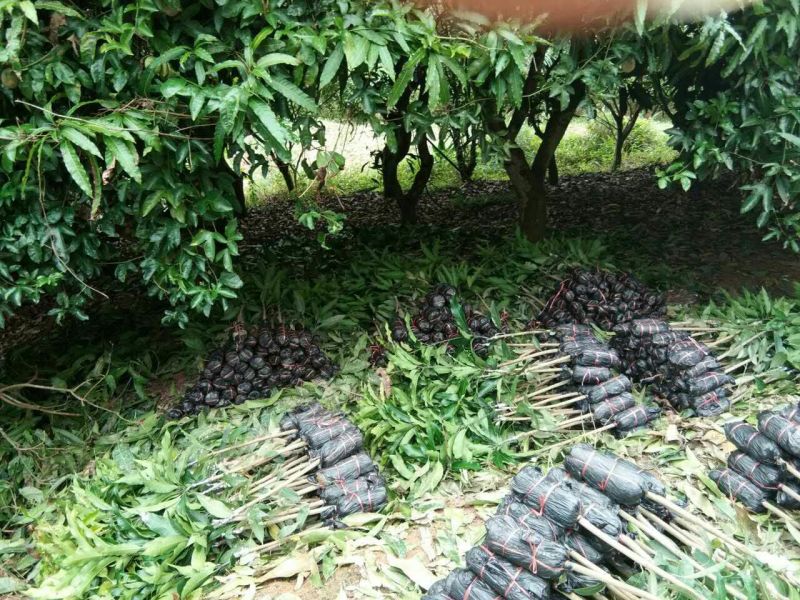 台农芒果正品嫁接苗可视频看货支持线上交易产地直销