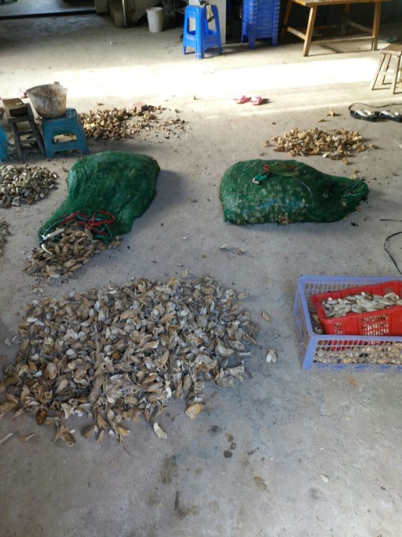 台农芒果正品嫁接苗可视频看货支持线上交易产地直销