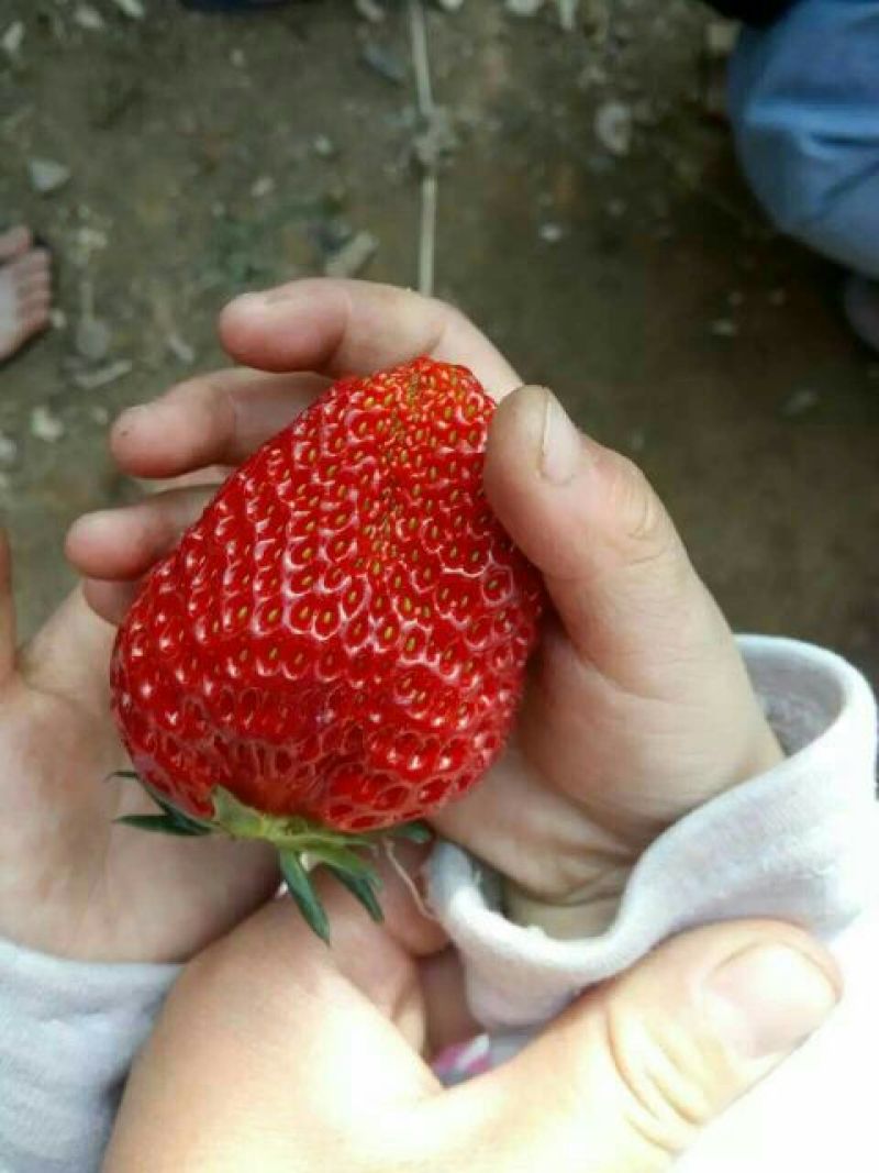 草莓苗丰香草莓苗基地种植红颜草莓苗批发隋草莓苗