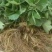 草莓苗丰香草莓苗基地种植红颜草莓苗批发隋草莓苗