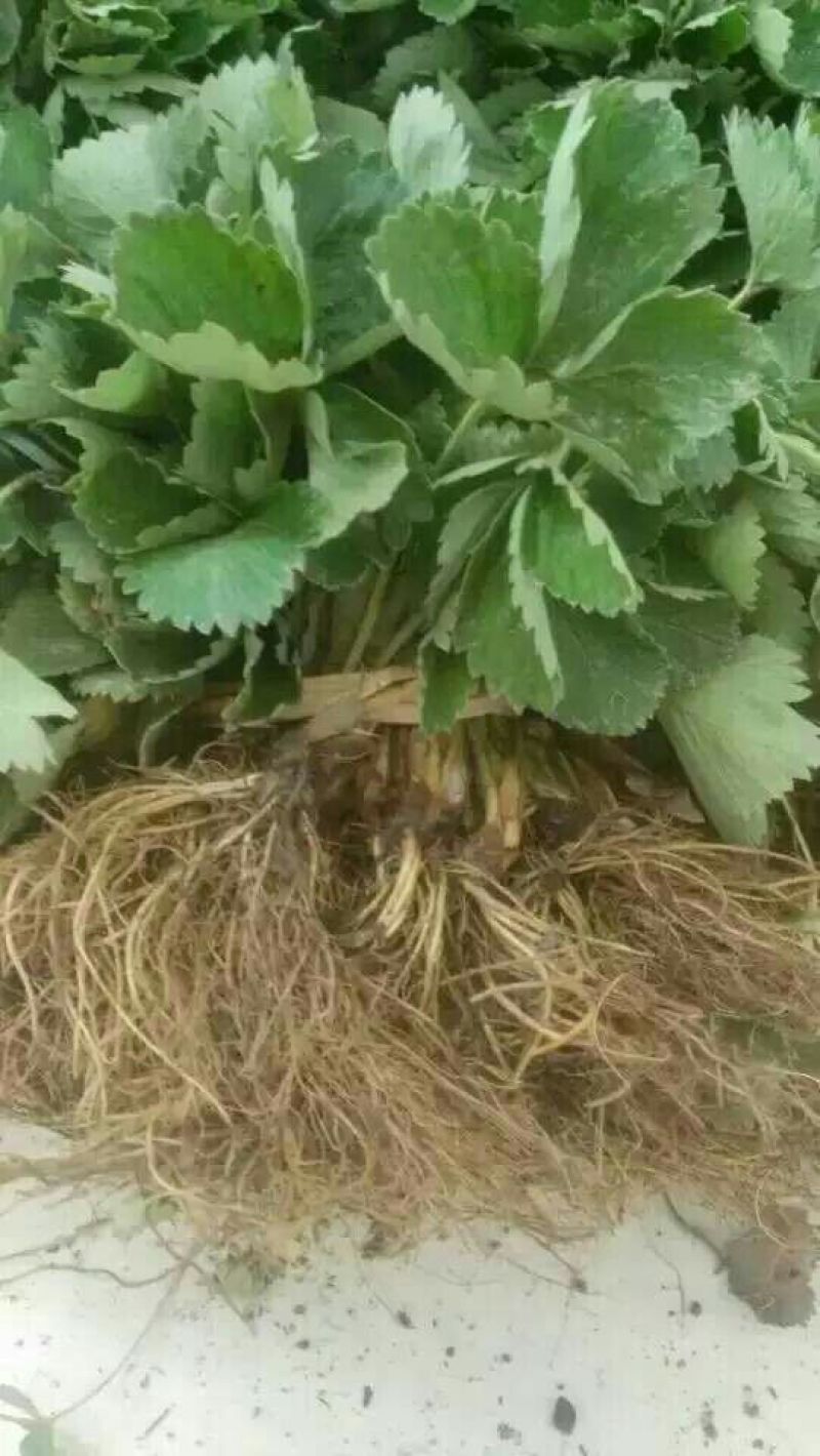 草莓苗丰香草莓苗基地种植红颜草莓苗批发隋草莓苗