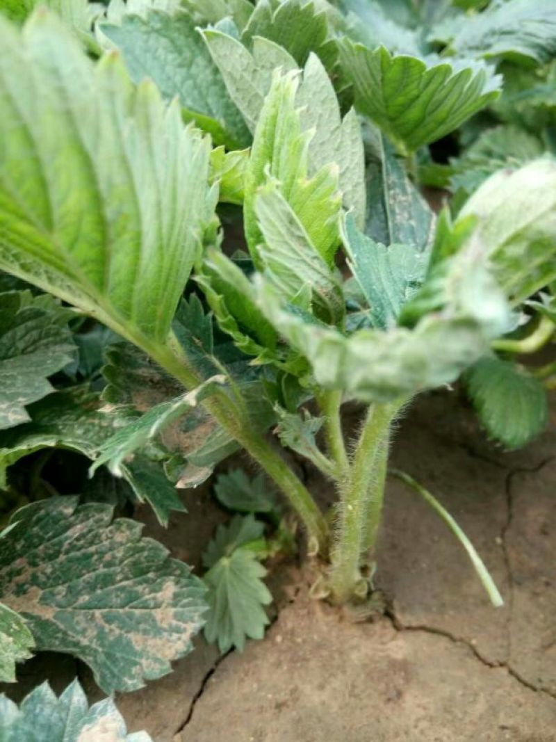 草莓苗丰香草莓苗基地种植红颜草莓苗批发隋草莓苗
