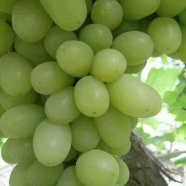 新疆小蜜蜂葡萄1.5~2斤10%以上