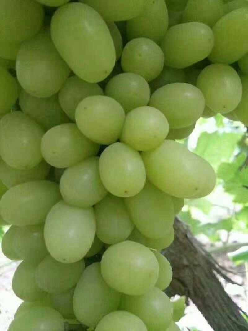 新疆小蜜蜂葡萄1.5~2斤10%以上