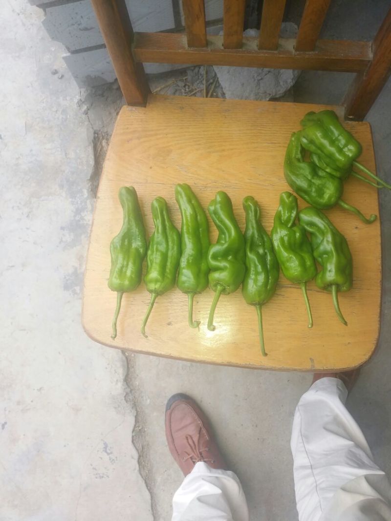 菜椒5cm以上