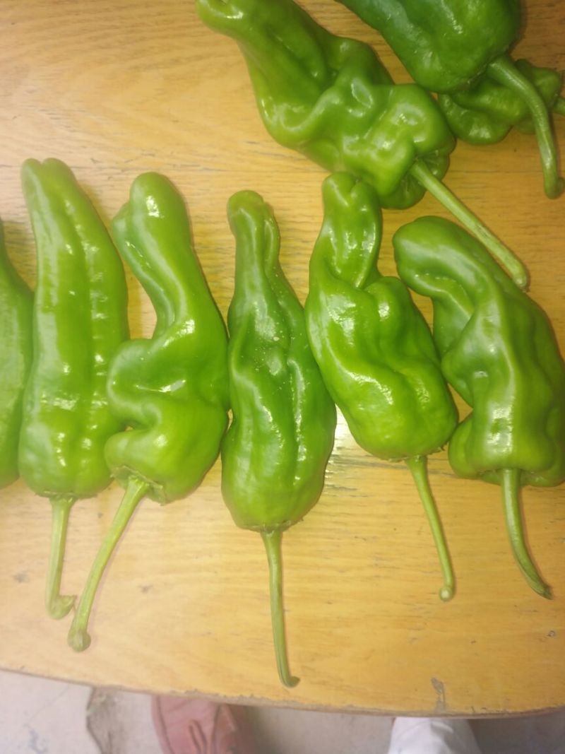 菜椒5cm以上