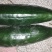 菜瓜20~30cm