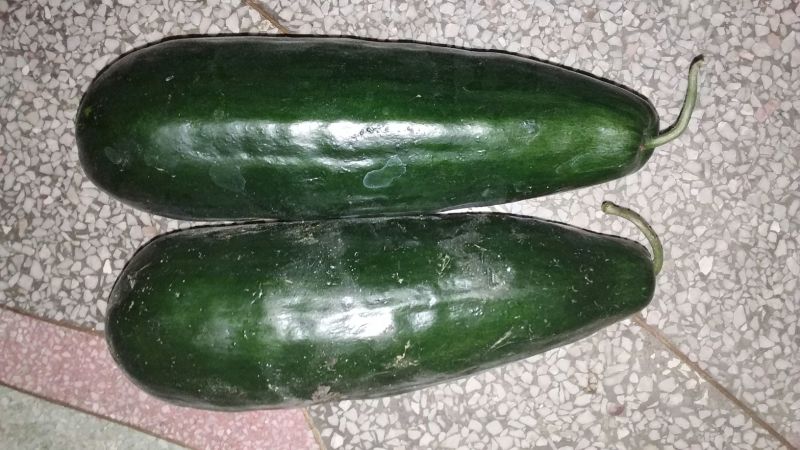 菜瓜20~30cm