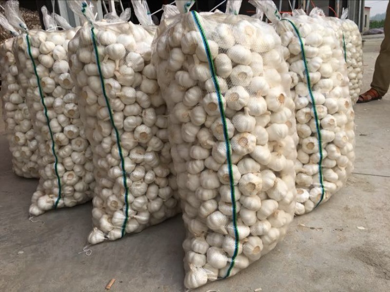 邳州大蒜5cm~5.5cm干蒜