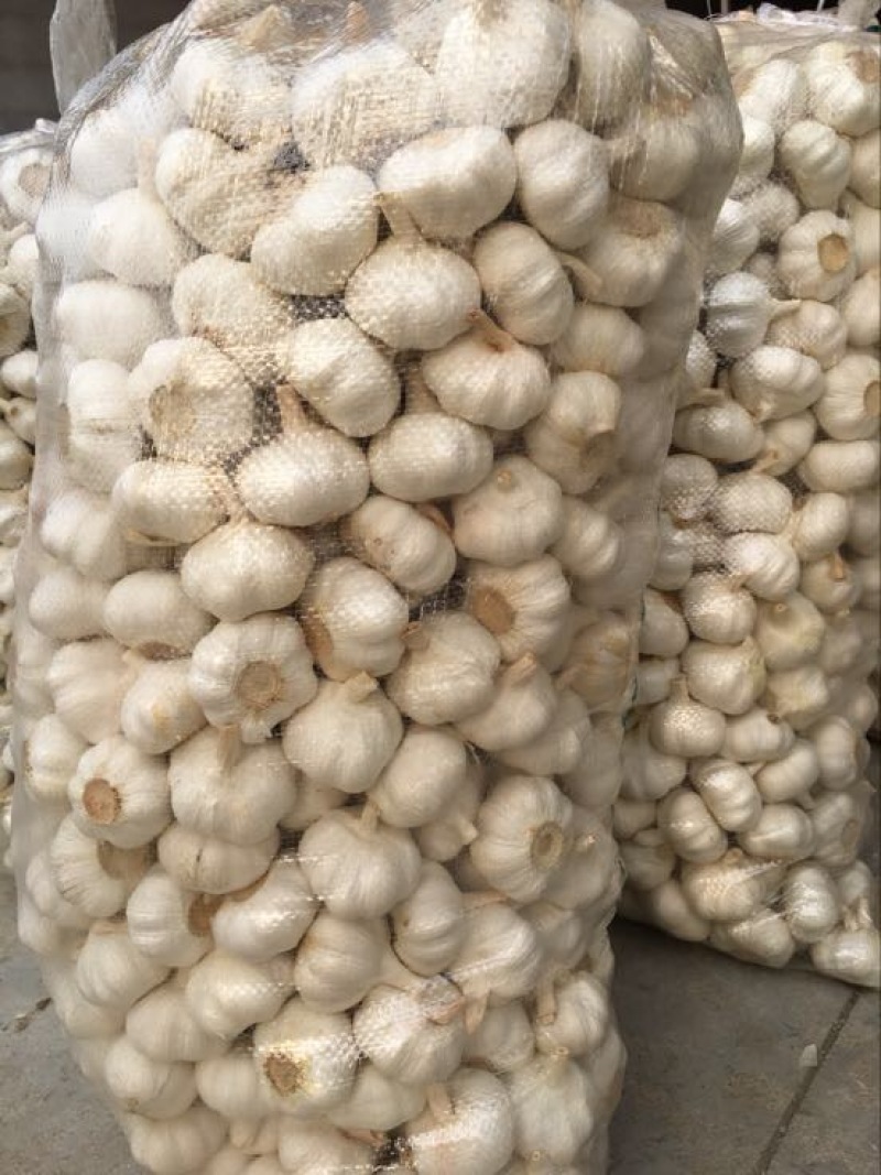 邳州大蒜5cm~5.5cm干蒜