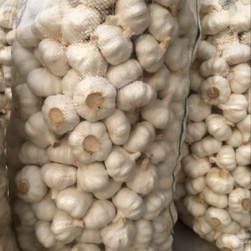 邳州大蒜5cm~5.5cm干蒜