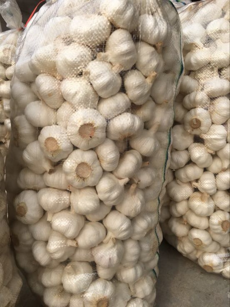 邳州大蒜5cm~5.5cm干蒜