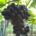 葡萄苗1年30cm以下