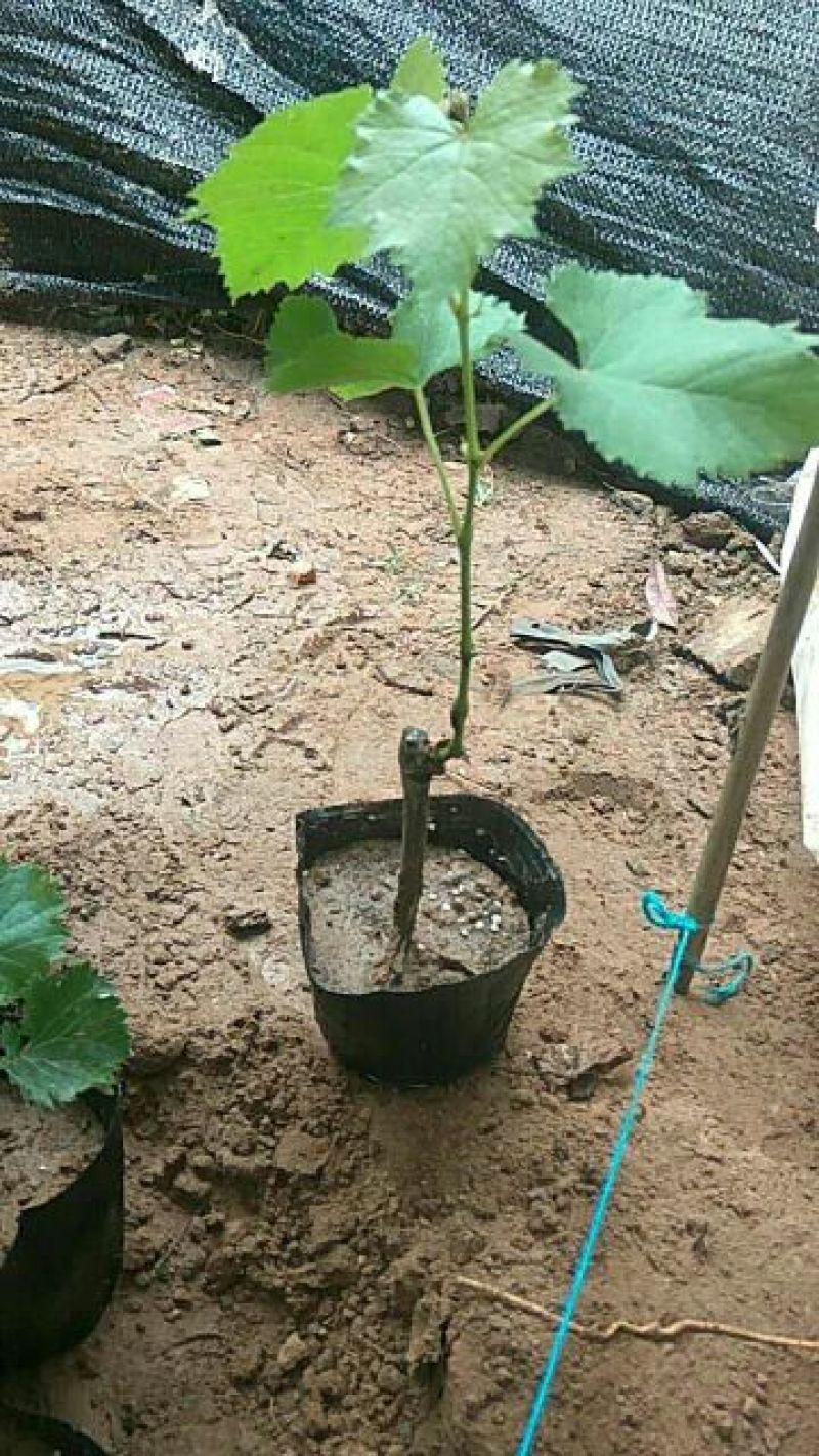葡萄苗1年30cm以下