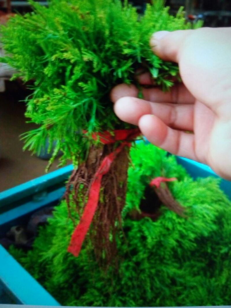 洒金柏苗10~20cm