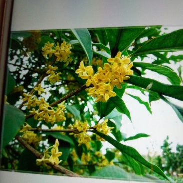 金桂花树苗50~80cm
