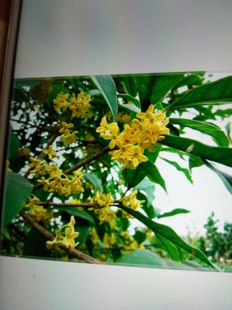 金桂花树苗50~80cm