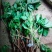 花叶爬山虎苗10~20cm