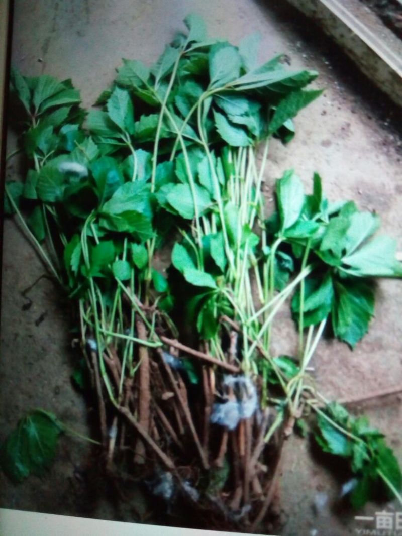 花叶爬山虎苗10~20cm