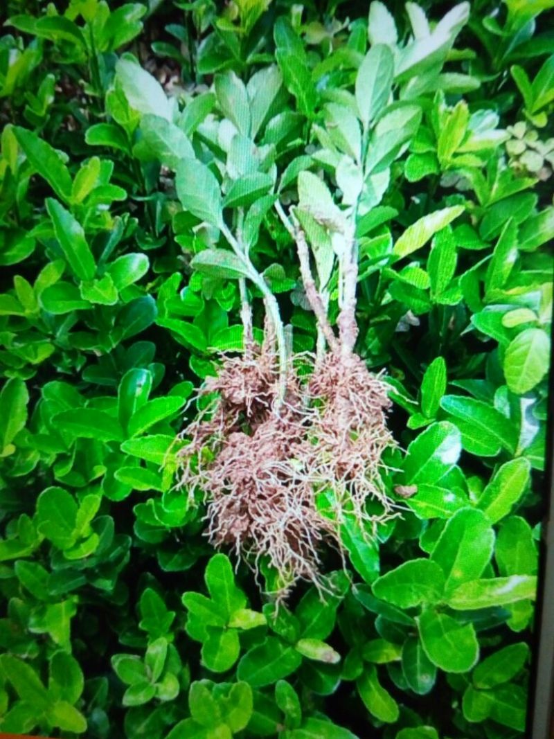 大叶冬青苗10~20cm