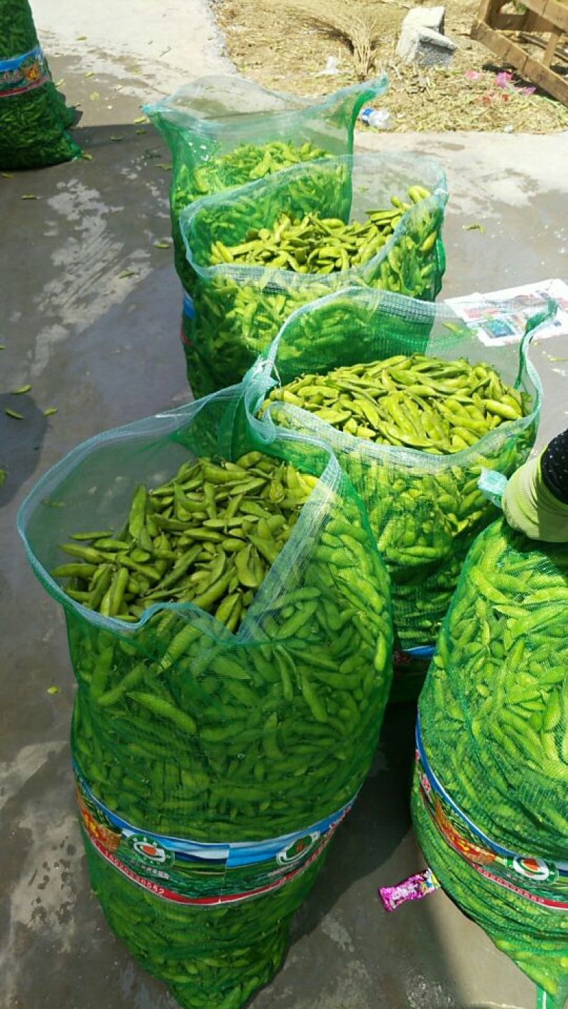 山东郯城精品毛豆24~30克