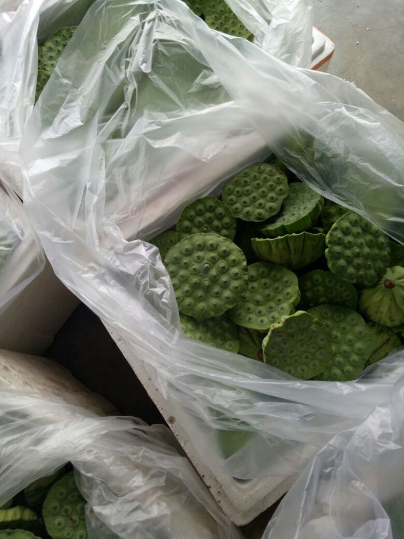 莲蓬8cm以上