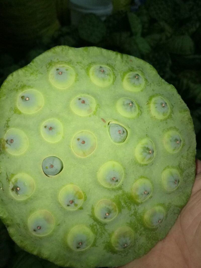 莲蓬8cm以上
