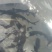 鸭嘴鱼鸭嘴鱼苗鸭嘴鲟鱼苗淡水鲟鱼苗鸭嘴鲟种苗