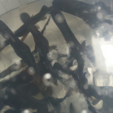 鸭嘴鱼鸭嘴鱼苗鸭嘴鲟鱼苗淡水鲟鱼苗鸭嘴鲟种苗
