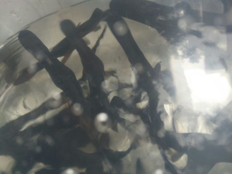 鸭嘴鱼鸭嘴鱼苗鸭嘴鲟鱼苗淡水鲟鱼苗鸭嘴鲟种苗