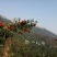 山楂15~20克
