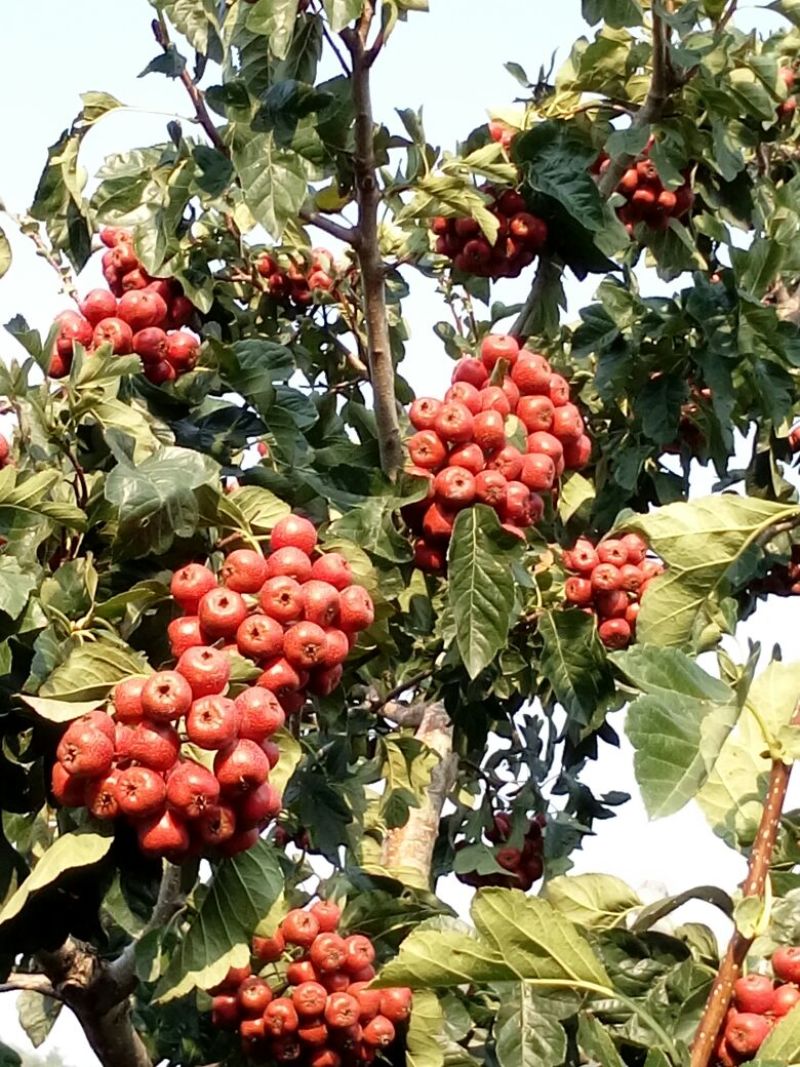 山楂15~20克