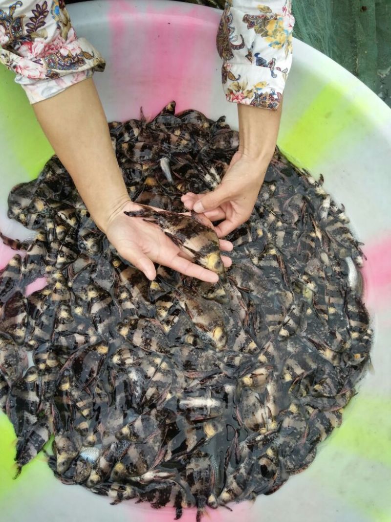 胭脂鱼自产自销体格小健壮规挌整齐鱼苗成鱼批发零售