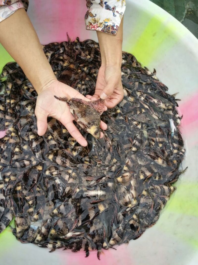 胭脂鱼自产自销体格小健壮规挌整齐鱼苗成鱼批发零售