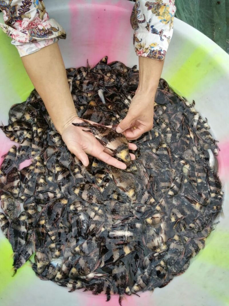 胭脂鱼自产自销体格小健壮规挌整齐鱼苗成鱼批发零售