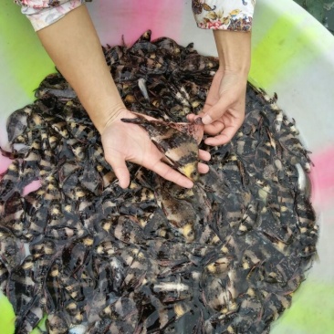 胭脂鱼自产自销体格小健壮规挌整齐鱼苗成鱼批发零售