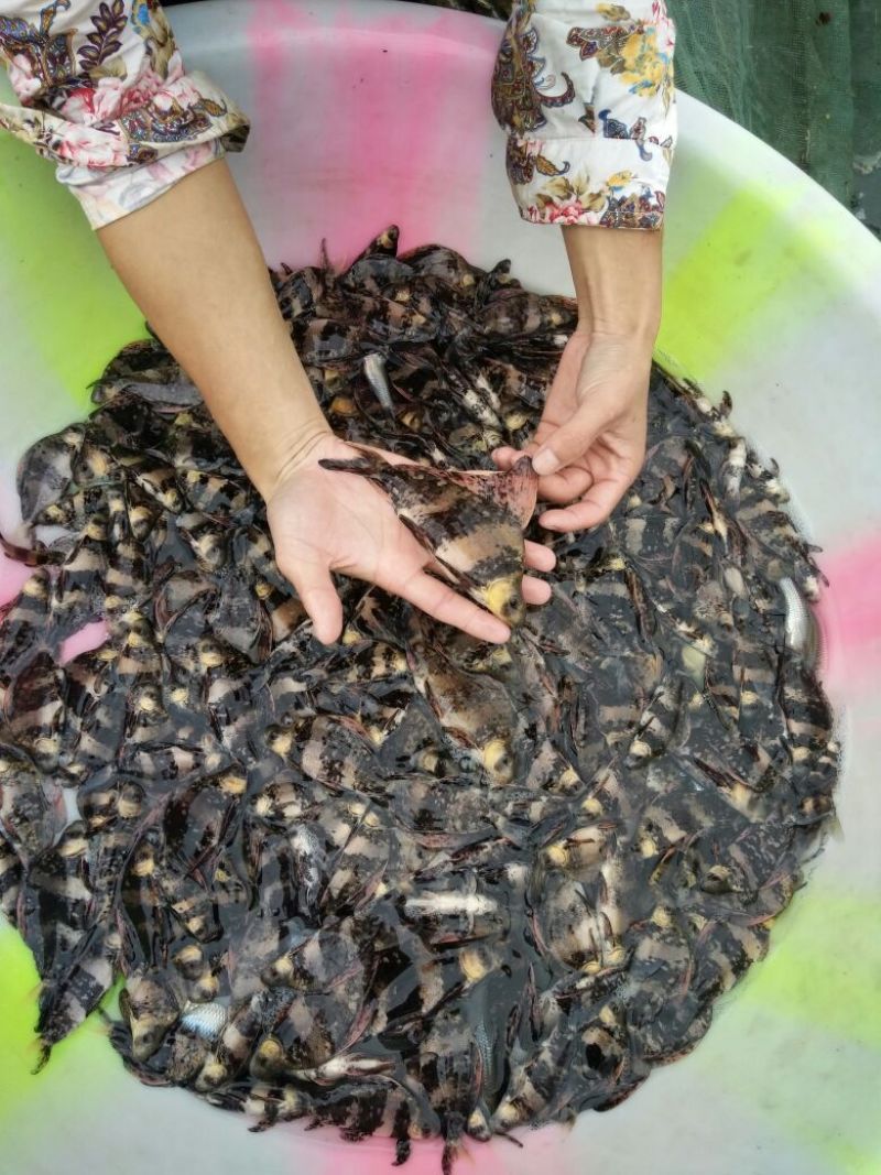 胭脂鱼自产自销体格小健壮规挌整齐鱼苗成鱼批发零售