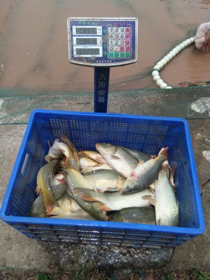 裸鲤鱼食用0.5~1公斤