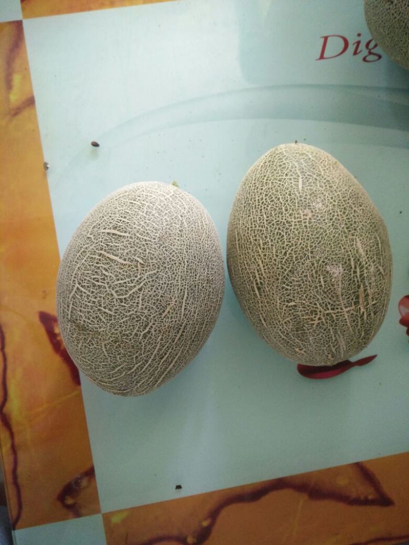 西州蜜瓜3斤以上长形