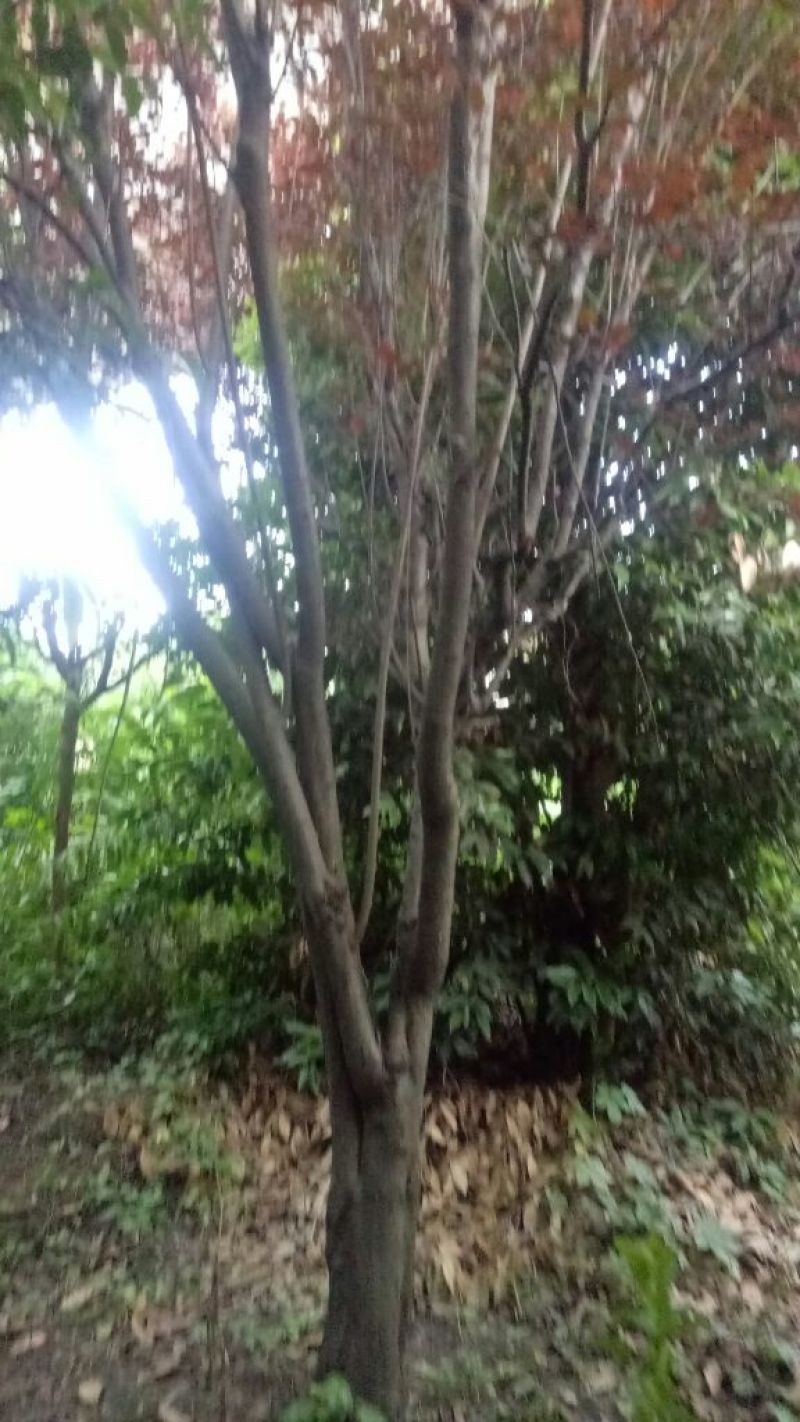 红叶李10~20cm