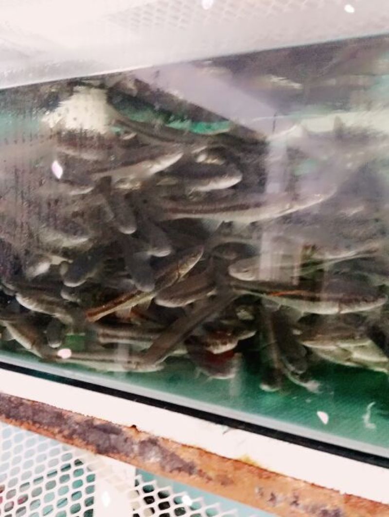 柳根鱼