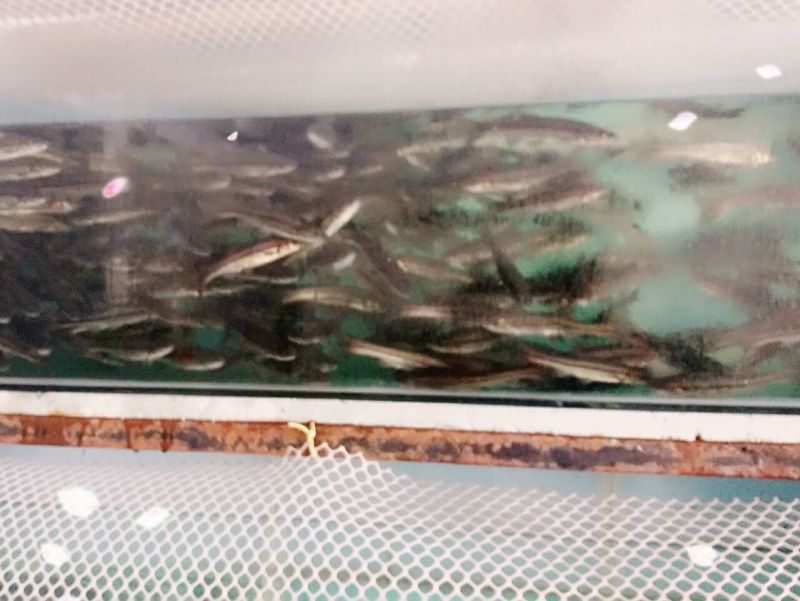 柳根鱼