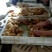 红玉鸡苗出壳苗35~45克雄