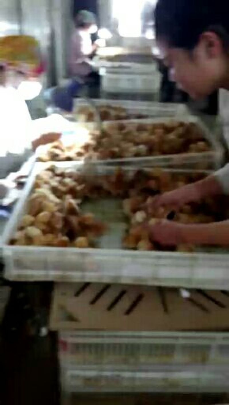 红玉鸡苗出壳苗35~45克雄