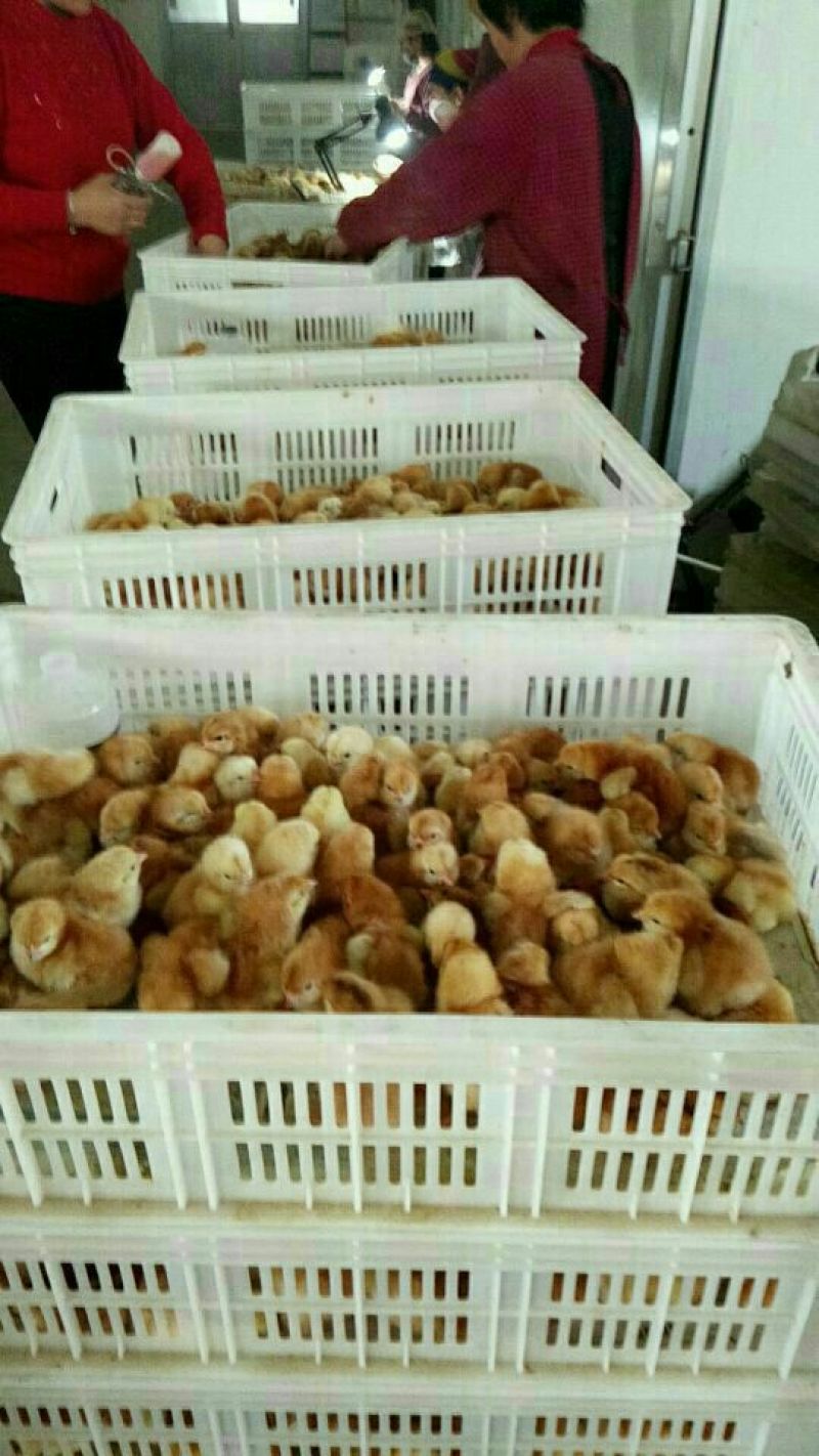 红玉鸡苗出壳苗35~45克雄