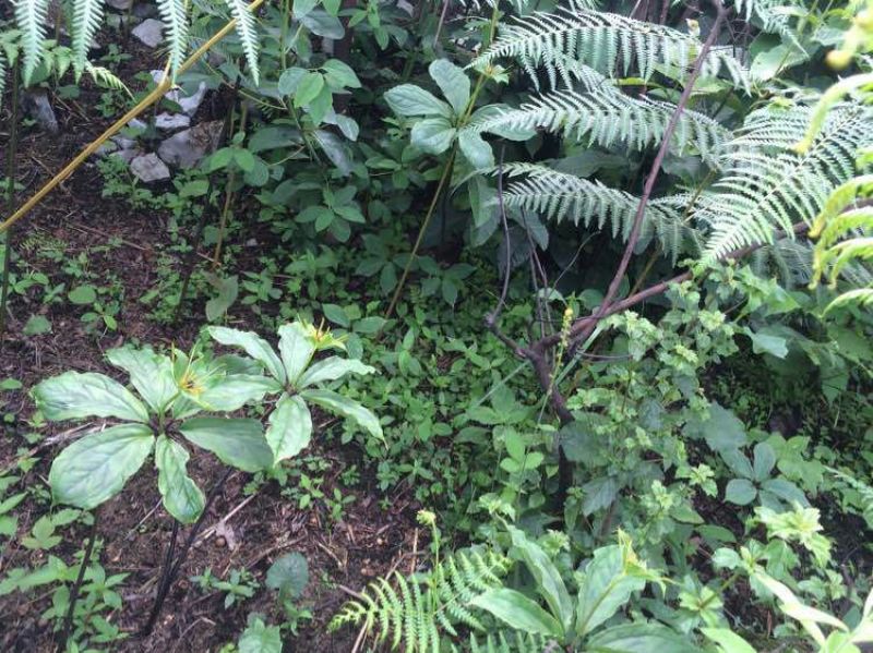 七叶一支花统货