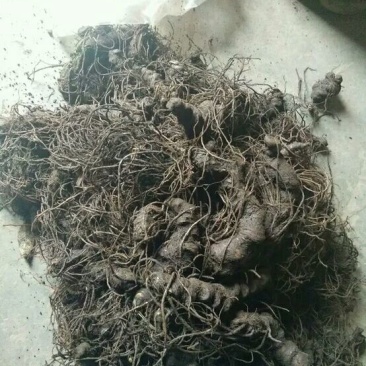 七叶一支花统货