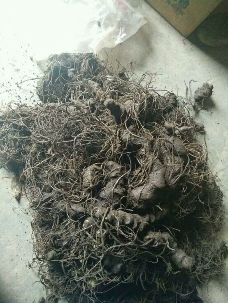 七叶一支花统货
