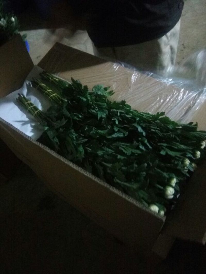 菊花